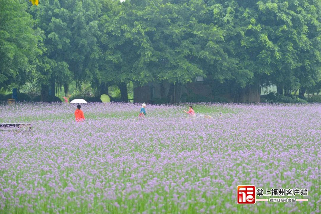 即将放晴！福州“盛宴”来了！