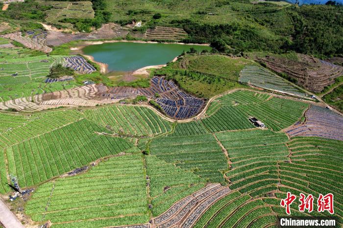 福建闽侯：俯瞰蔬菜种植基地 宛如大地调色板