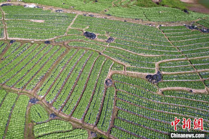 福建闽侯：俯瞰蔬菜种植基地 宛如大地调色板