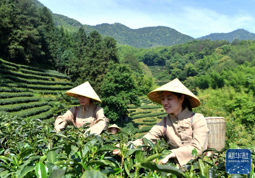 南平政和：一片小茶叶撑起40亿大产值