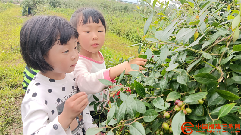 小朋友在专注采摘蓝莓。陈春花  摄.jpg