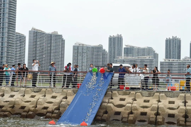 25万尾鱼苗入海  厦门增殖放流助力海洋生态修复