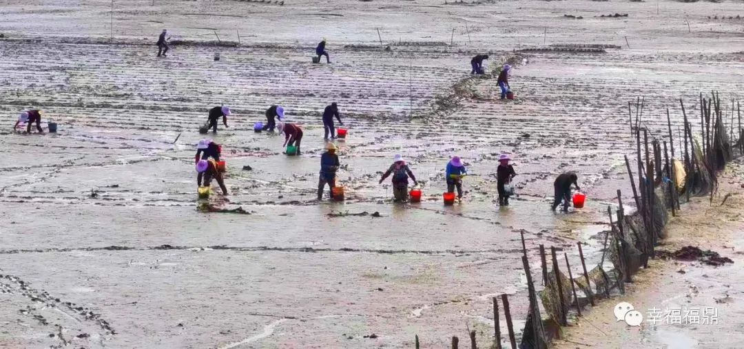 福鼎又新种红树林1260亩