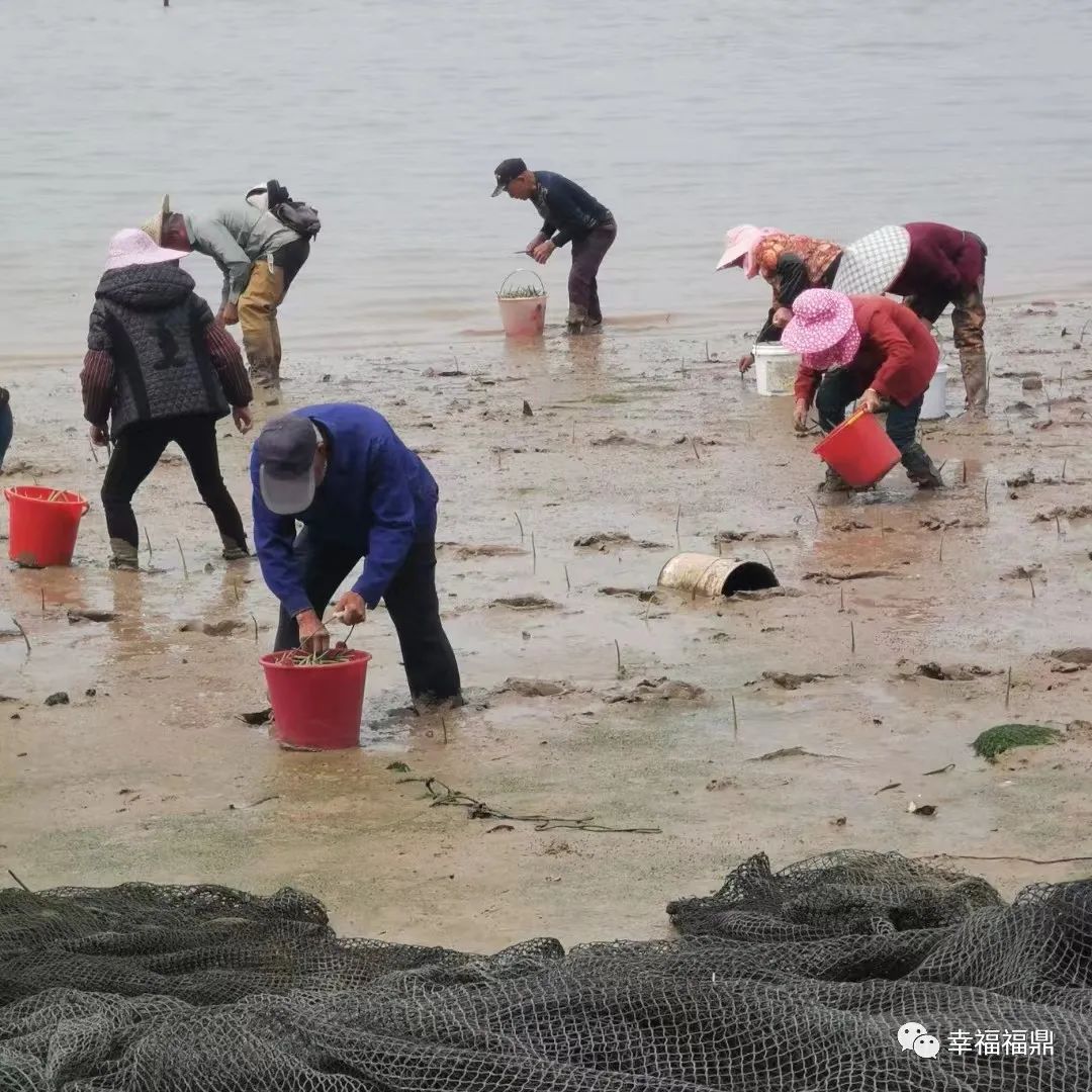 福鼎又新种红树林1260亩