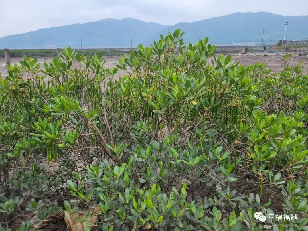 福鼎又新种红树林1260亩