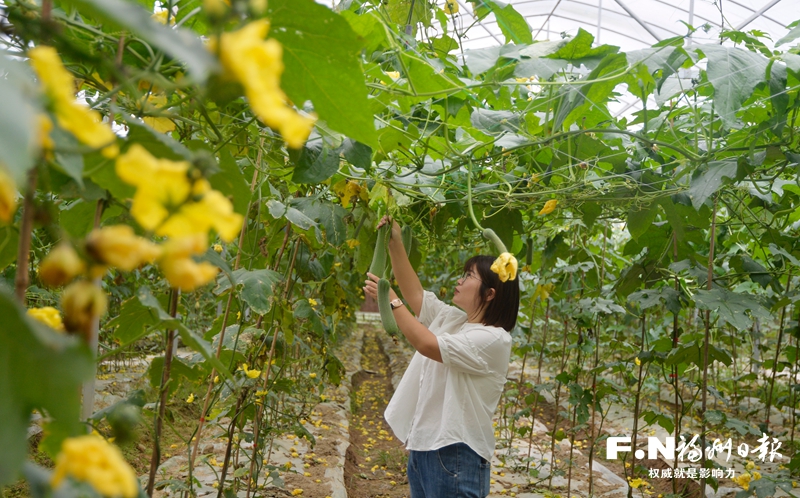 罗源桂林村的老区振兴之路：种下摇钱树 种出好风光