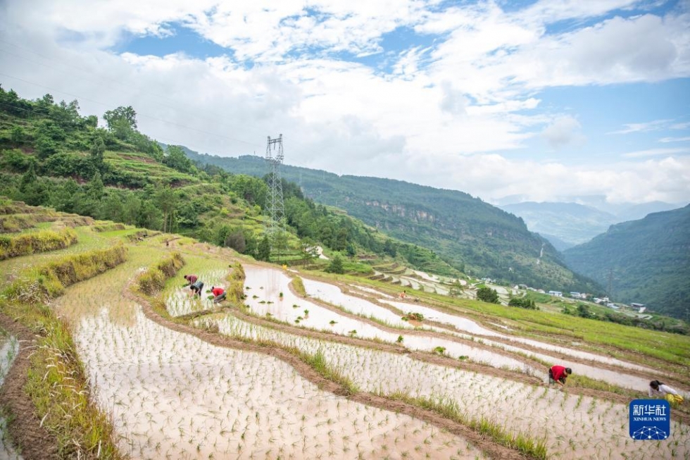 重庆丰都：夏耕美景入画来