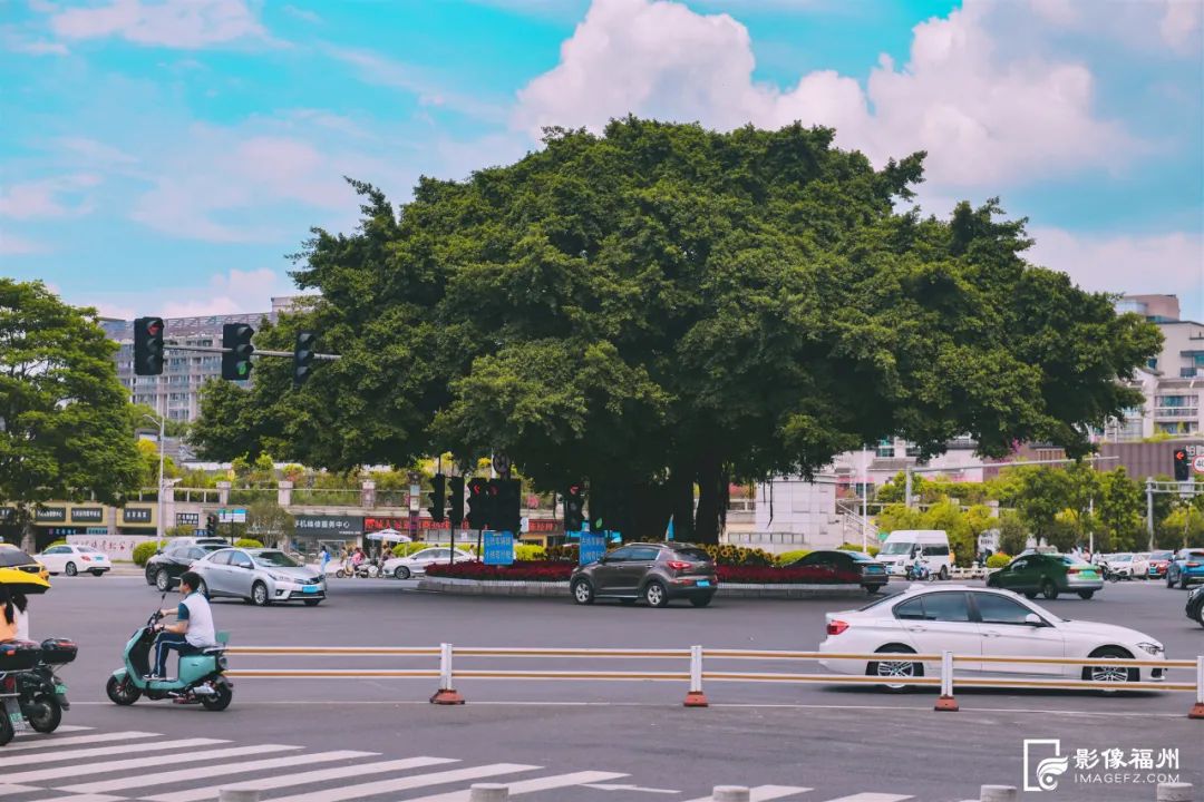 看！这抹动人的“福州绿”！