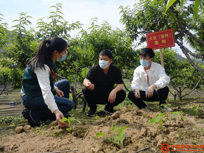 6 富溪镇纪检监察组督查耕地套种情况.jpg