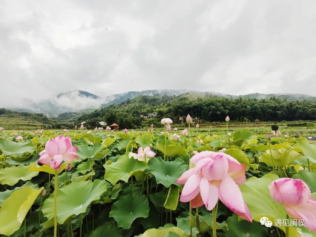 旅游+农耕+文创，闽侯白沙处处绽放“致富花”