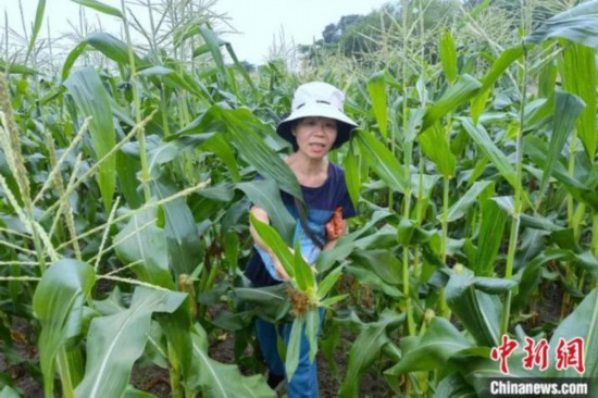 投身闽南乡村改造的台商王淑贞在采摘刚收成的水果玉米。　孙虹 摄