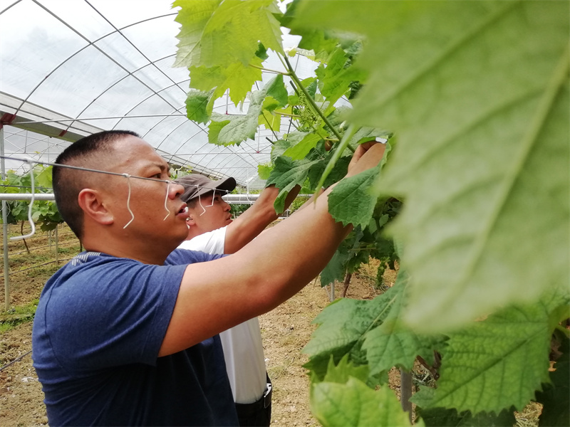 林熙翔带领工人在修建葡萄枝叶.jpg