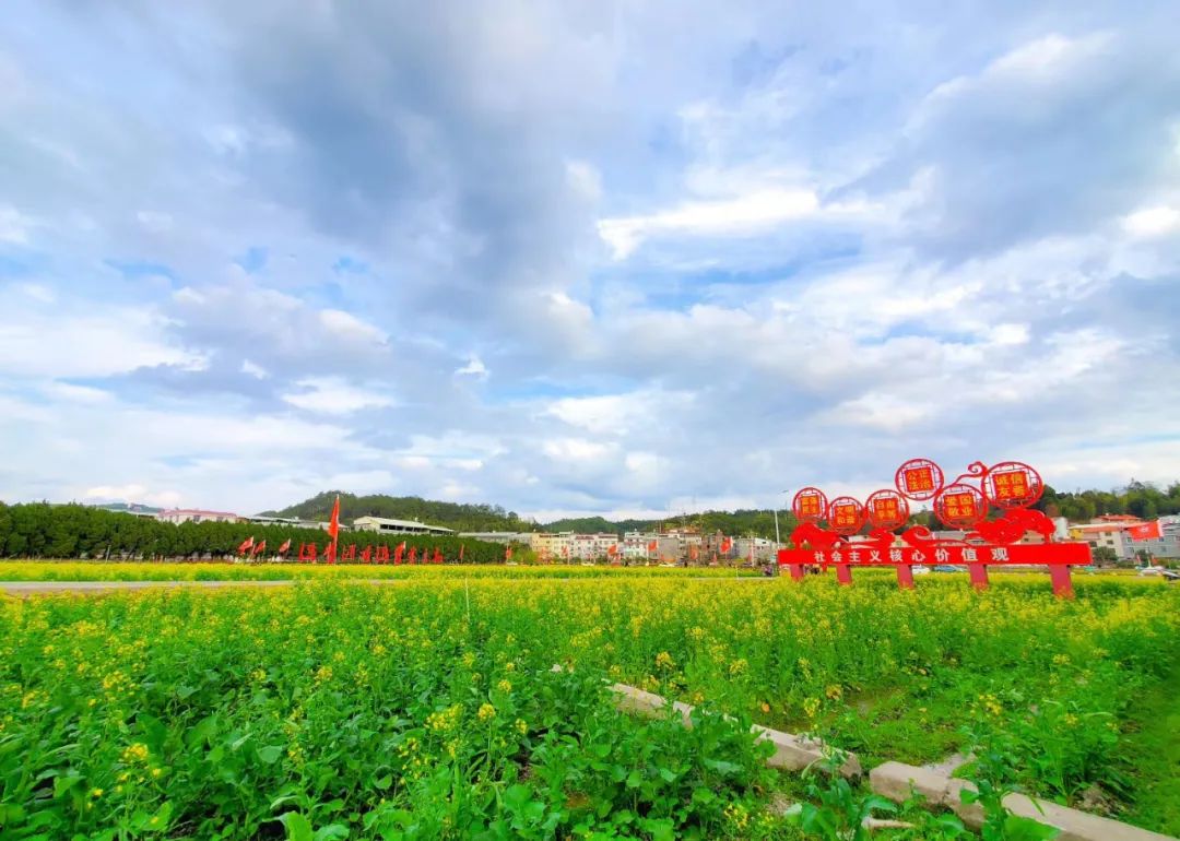 下才村打造的红军公田一景