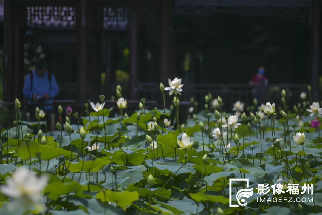 荔枝红荷花俏，榕城人盛夏亦有福！