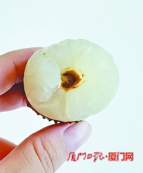 荔枝蒂发黑是长虫？专家：是虫的排泄物…