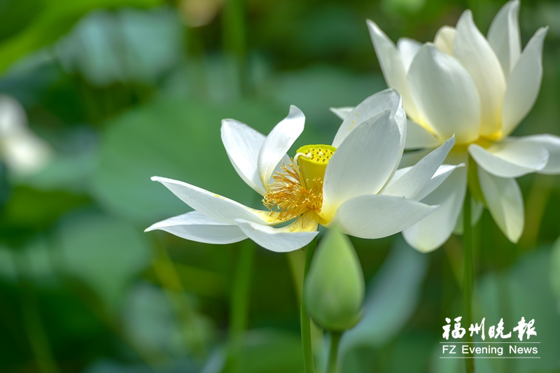 夏花盛放 福州“赏花地图”请收好