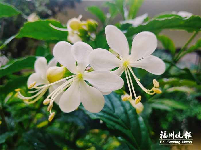 夏花盛放 福州“赏花地图”请收好