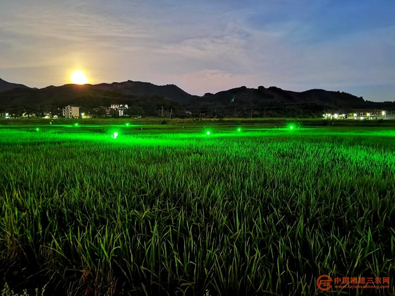 2 水稻害虫行为烦扰器在光泽县油溪村彩绘稻田工作的夜间景观 龚建军 摄.jpg