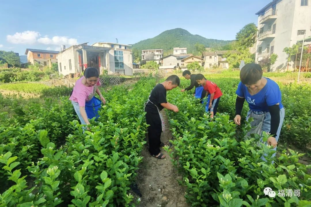 芬芳花田！盛夏，来福清这个地方与茉莉花来一场邂逅吧~