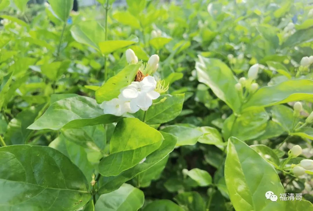 芬芳花田！盛夏，来福清这个地方与茉莉花来一场邂逅吧~