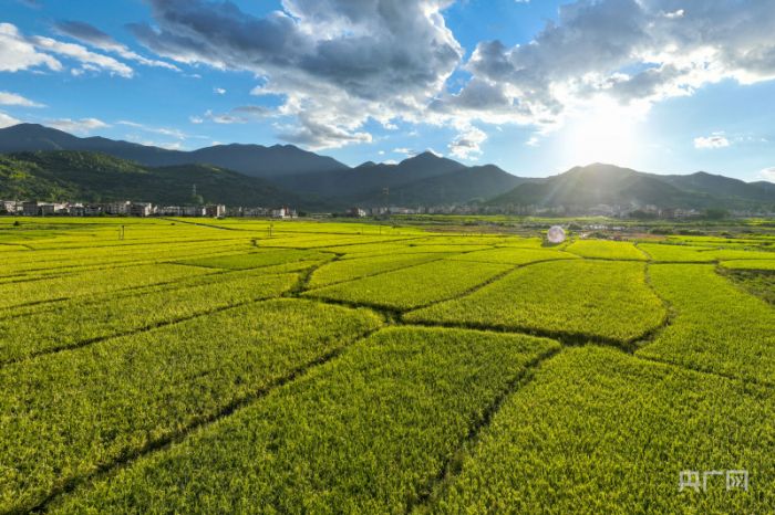 福建福清：稻香文化节趣享农耕体验