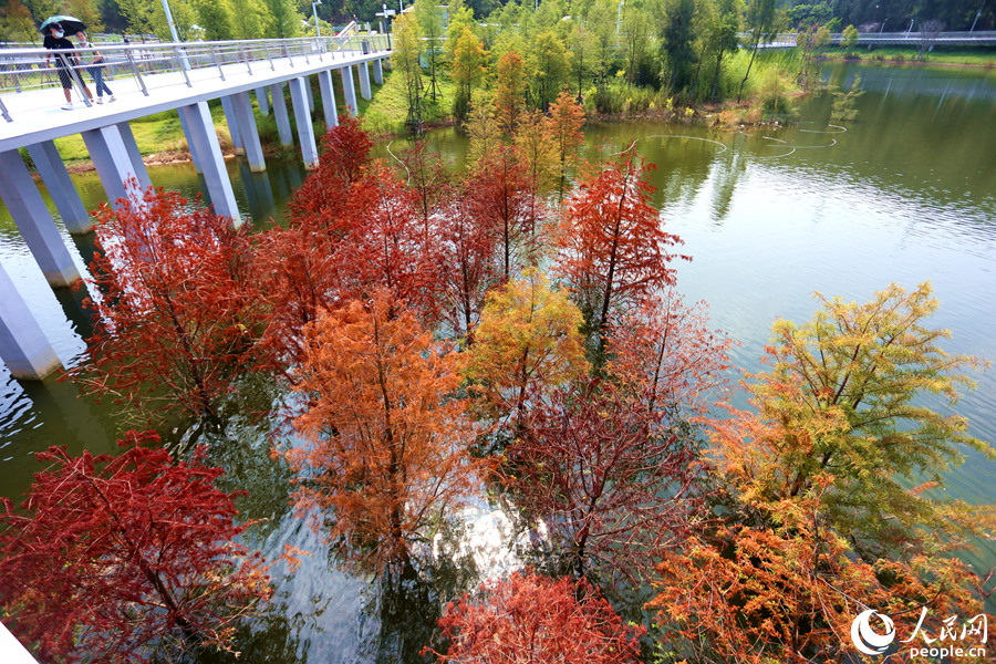 厦门山海健康步道林海线东山环廊的落羽杉换上“秋装”。人民网 陈博摄