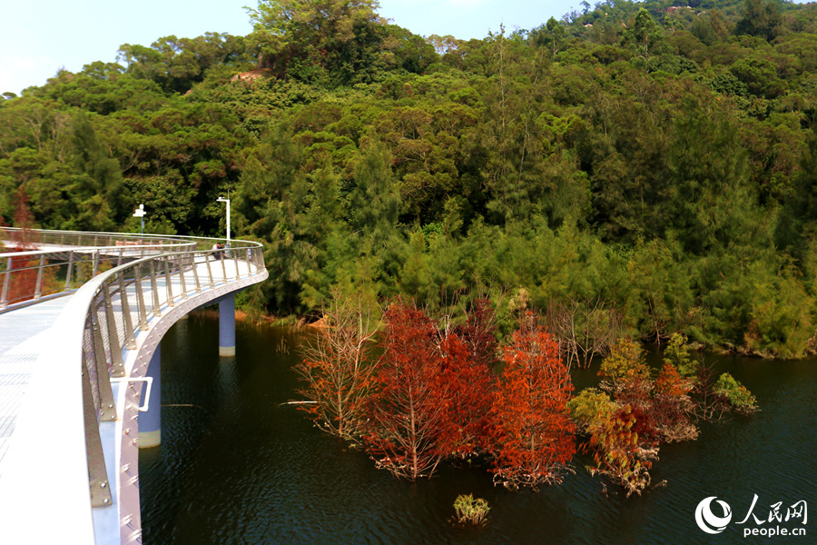 厦门山海健康步道林海线旁的落羽杉。人民网 陈博摄