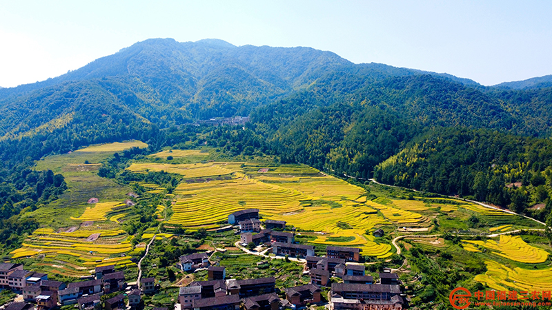 数千亩高山梯田稻子陆续成熟，稻田层层叠叠，错落有致 (1).jpg