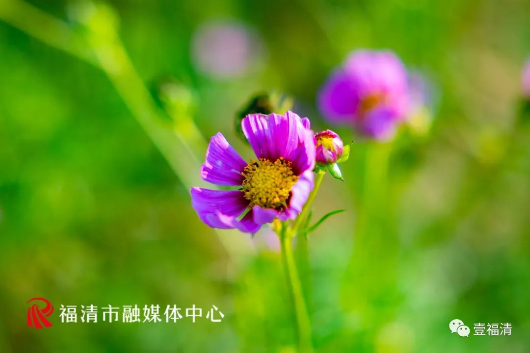持续到10月中下旬！福州这里有45亩花海！