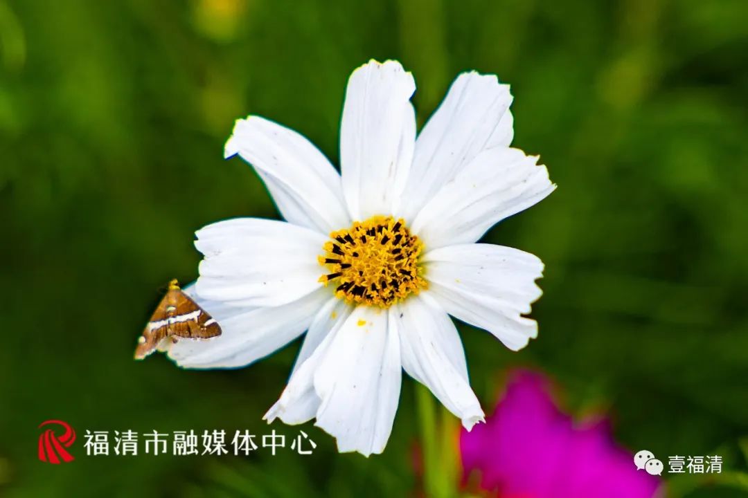 持续到10月中下旬！福州这里有45亩花海！