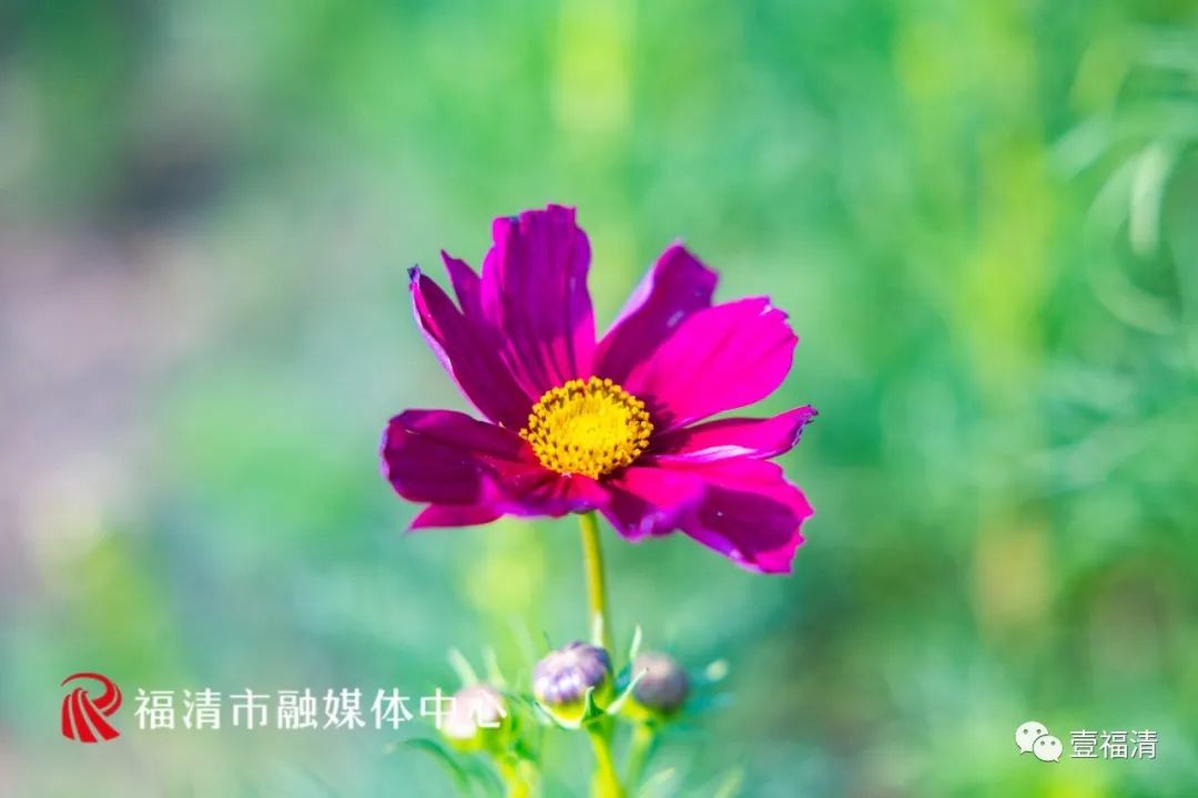 持续到10月中下旬！福州这里有45亩花海！