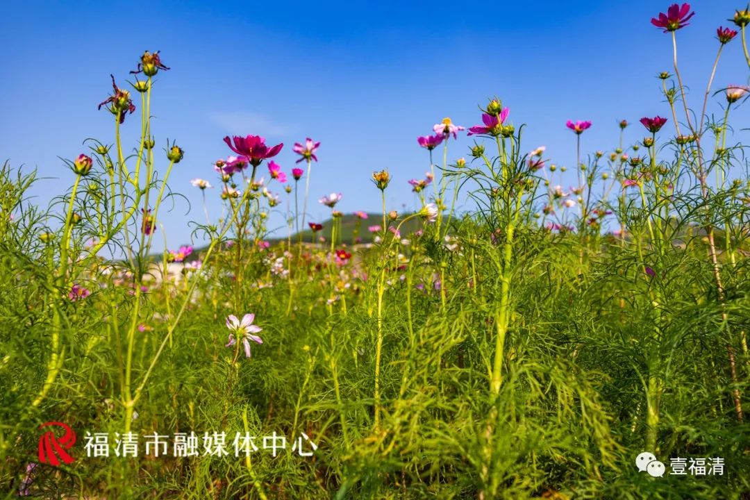 持续到10月中下旬！福州这里有45亩花海！