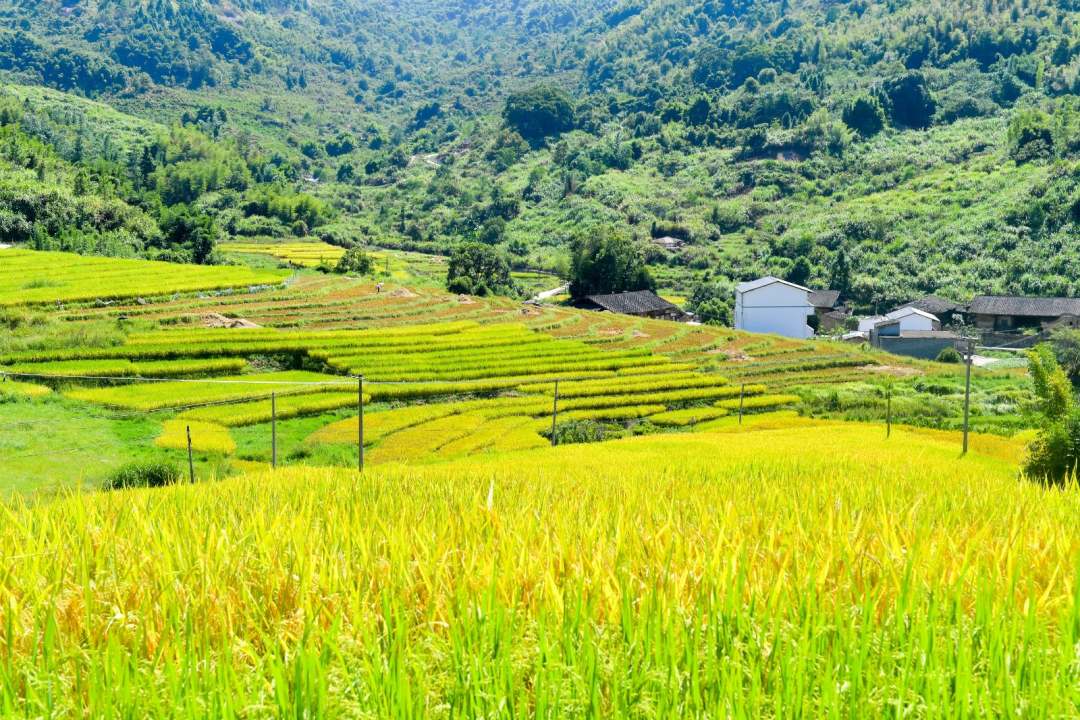 福建罗源：满田丰景 醉美画卷