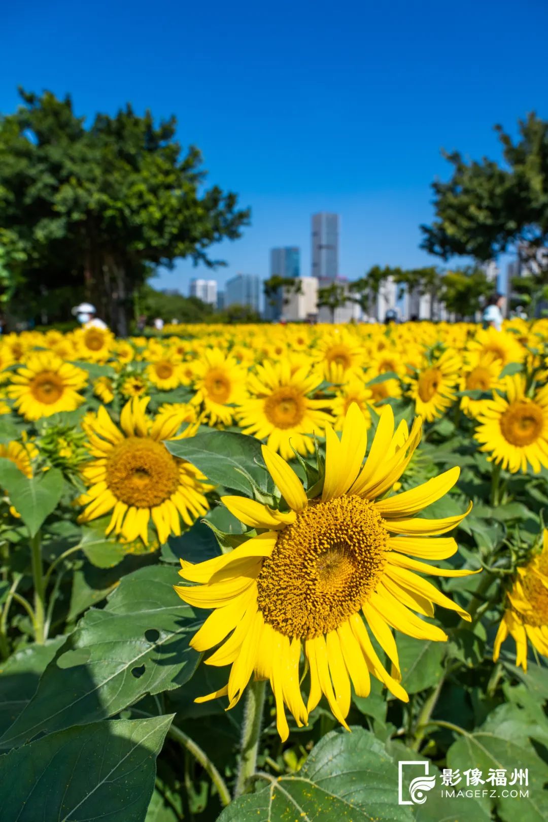 福州市区最大！向日葵花海盛放！