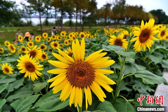 福州：向日葵花开迎客来