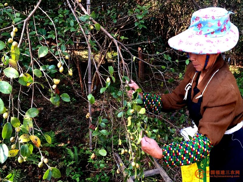 1 种植户采摘油茶籽  邓丽娟 摄.jpg