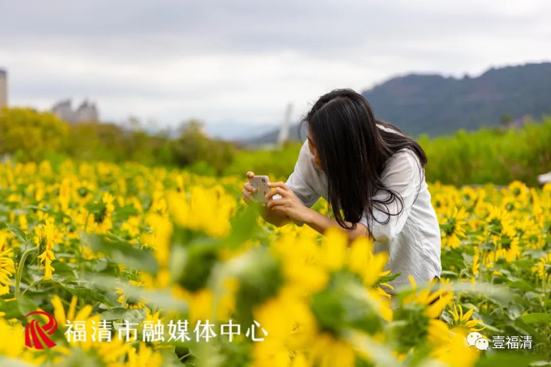 16000㎡超大花海！福清这个地方颜值爆表！