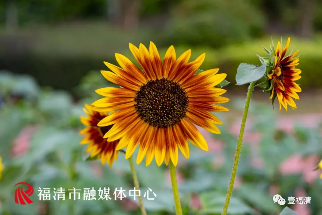 16000㎡超大花海！福清这个地方颜值爆表！