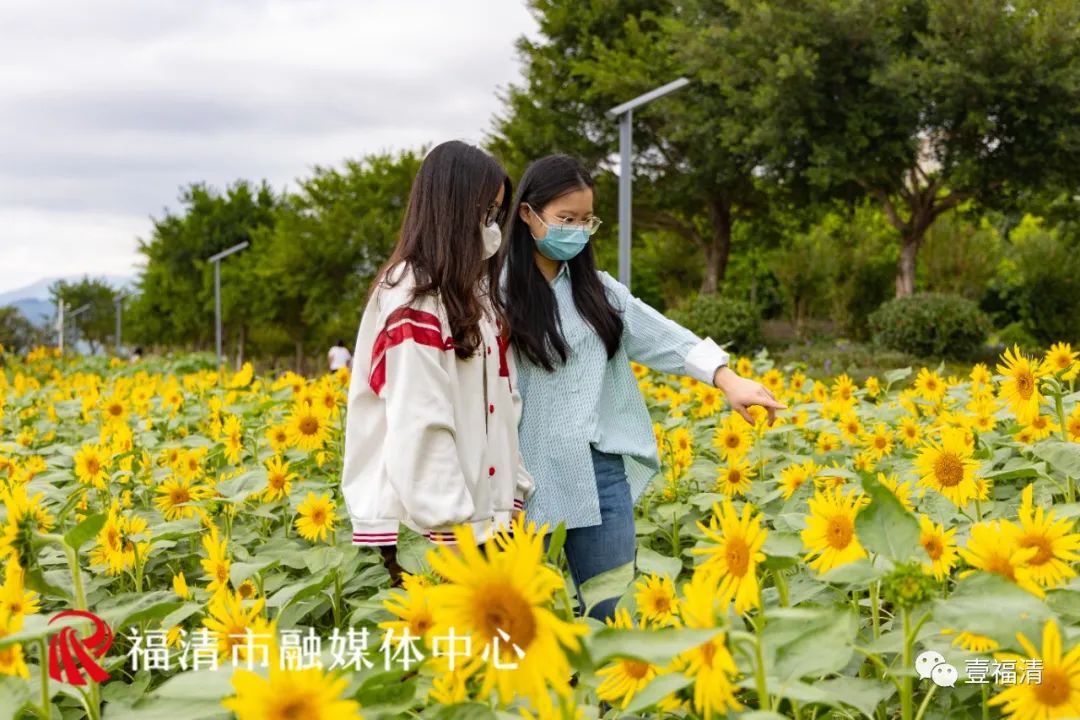16000㎡超大花海！福清这个地方颜值爆表！