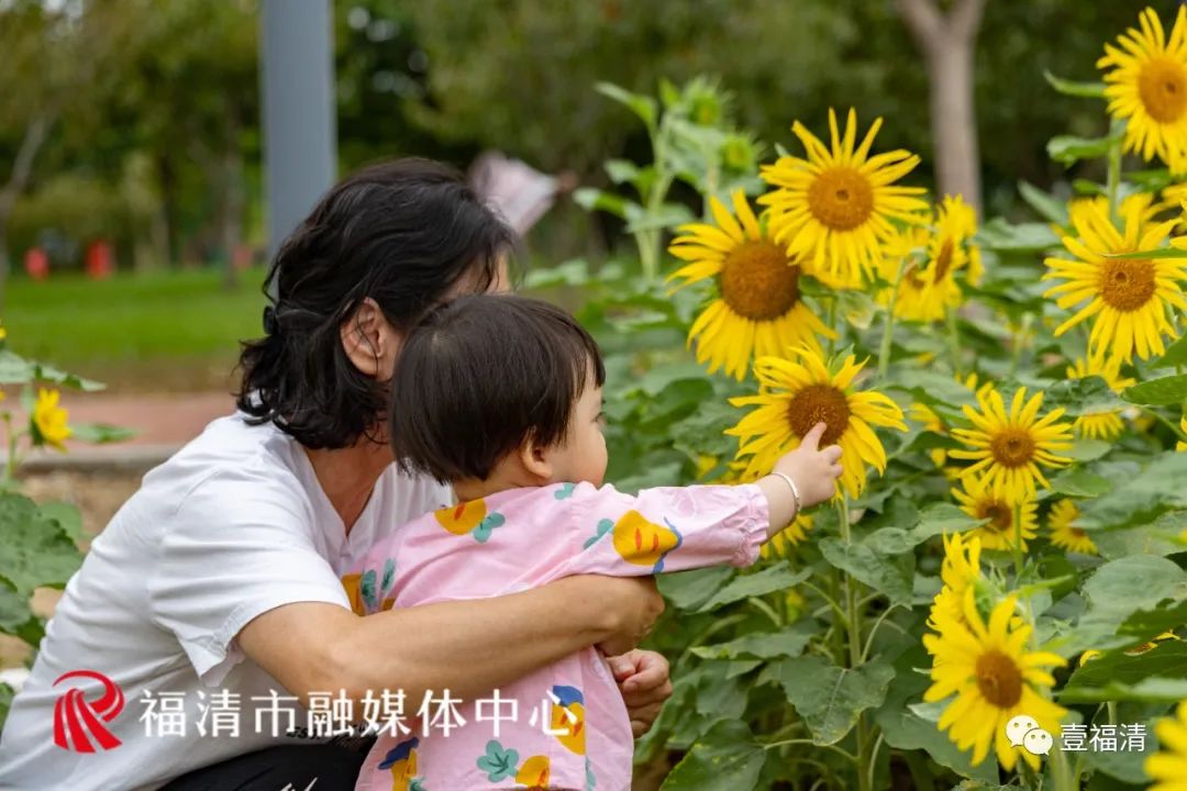 16000㎡超大花海！福清这个地方颜值爆表！
