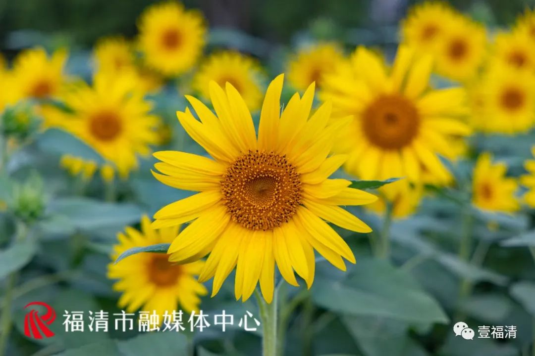 16000㎡超大花海！福清这个地方颜值爆表！