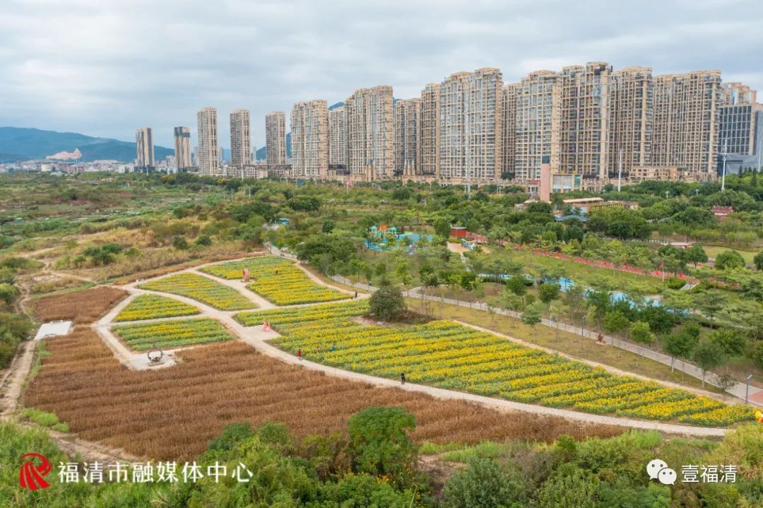 16000㎡超大花海！福清这个地方颜值爆表！