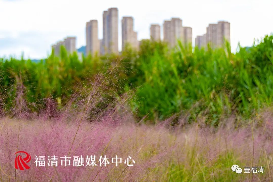 16000㎡超大花海！福清这个地方颜值爆表！