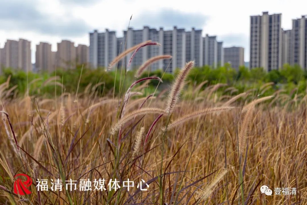 16000㎡超大花海！福清这个地方颜值爆表！