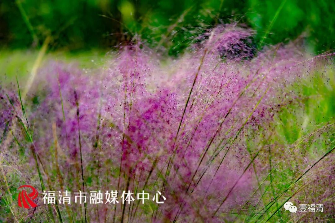 16000㎡超大花海！福清这个地方颜值爆表！