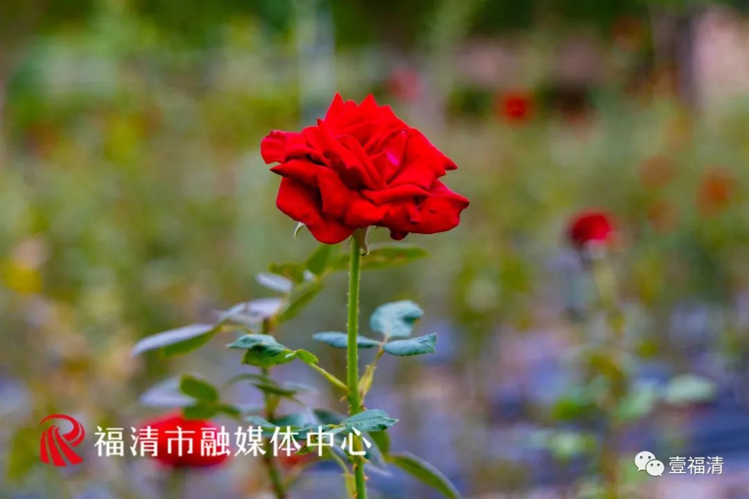 16000㎡超大花海！福清这个地方颜值爆表！