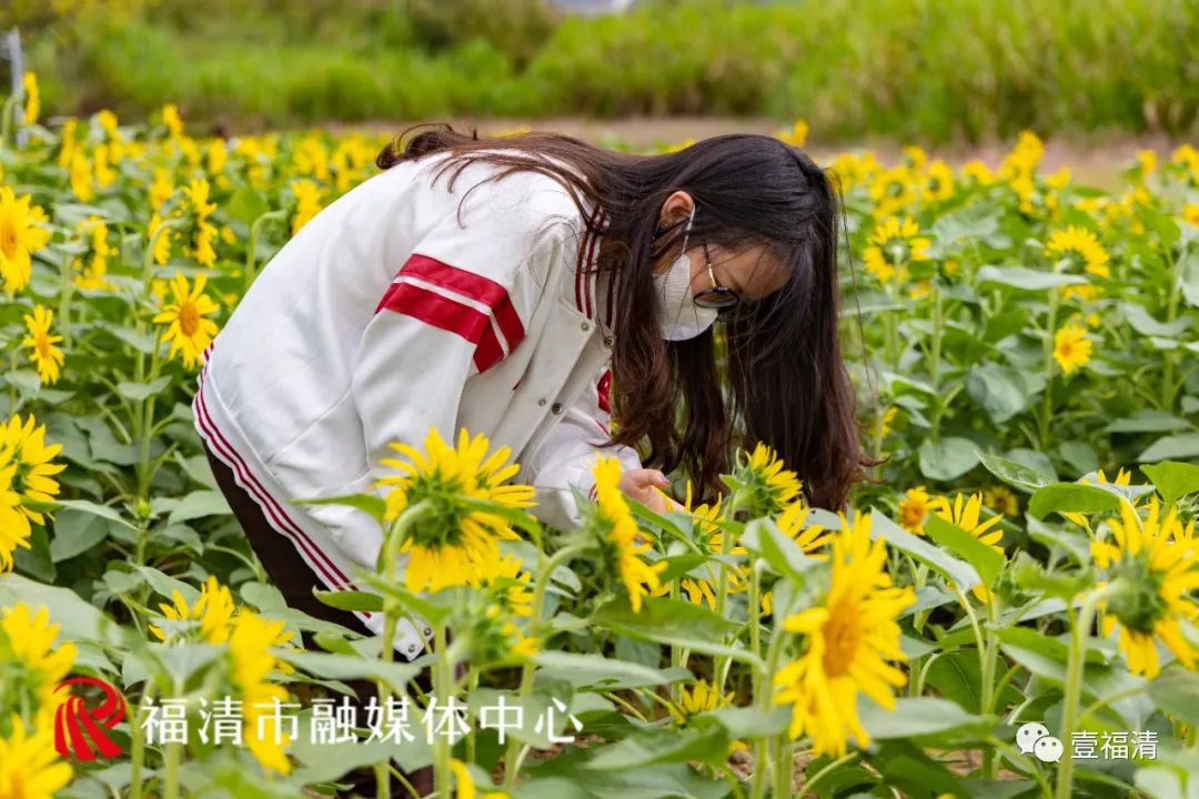 16000㎡超大花海！福清这个地方颜值爆表！