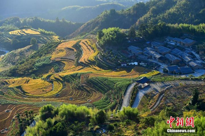 金黄的梯田与当地民居相映成趣，勾勒出一幅优美的田园画卷。 张斌 摄

