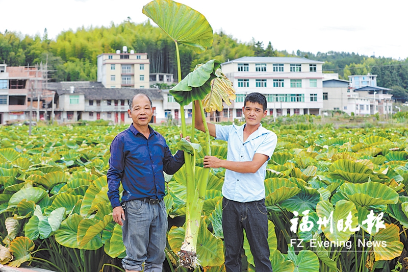 永泰县新丰村：发展富“芋”路 为振兴加“油”