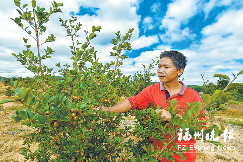 永泰县新丰村：发展富“芋”路 为振兴加“油”